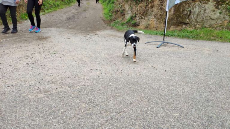 caminhda2018-0080
